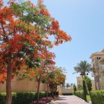 Египет,Rixos Premium 5* июнь -2023 1 Египет,Rixos Premium 5* июнь -2023 1